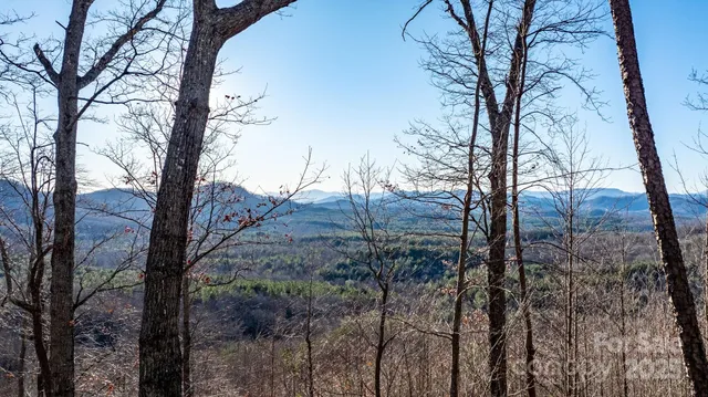 a view of a forest filled with trees