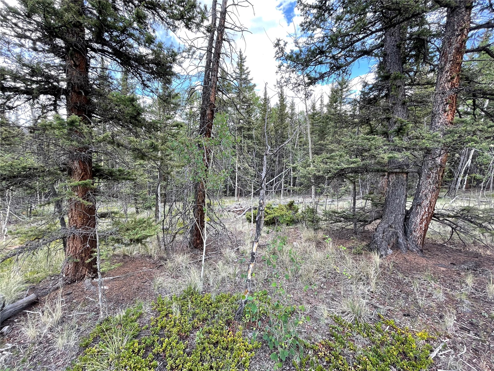 80 Haida Road Como, CO 80456 - Photo 8 of 31 a view of a forest with lots of trees