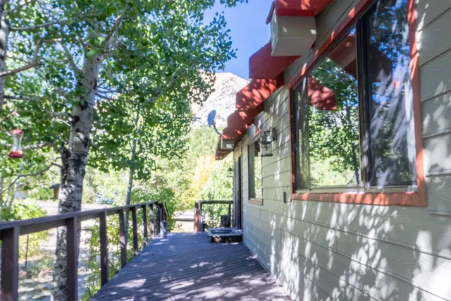 a view of a lush green forest with trees in the background
