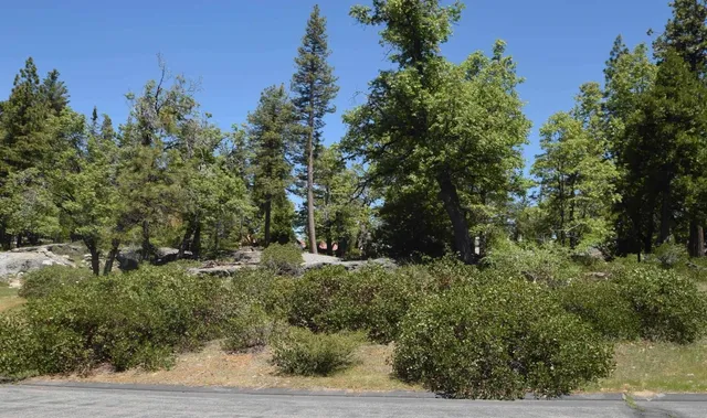a view of a forest with a tree
