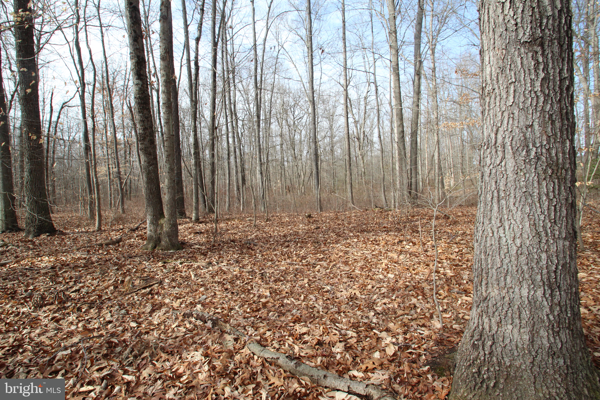 0 Dexter Corner Road Townsend, DE 19734 - Photo 3 of 7