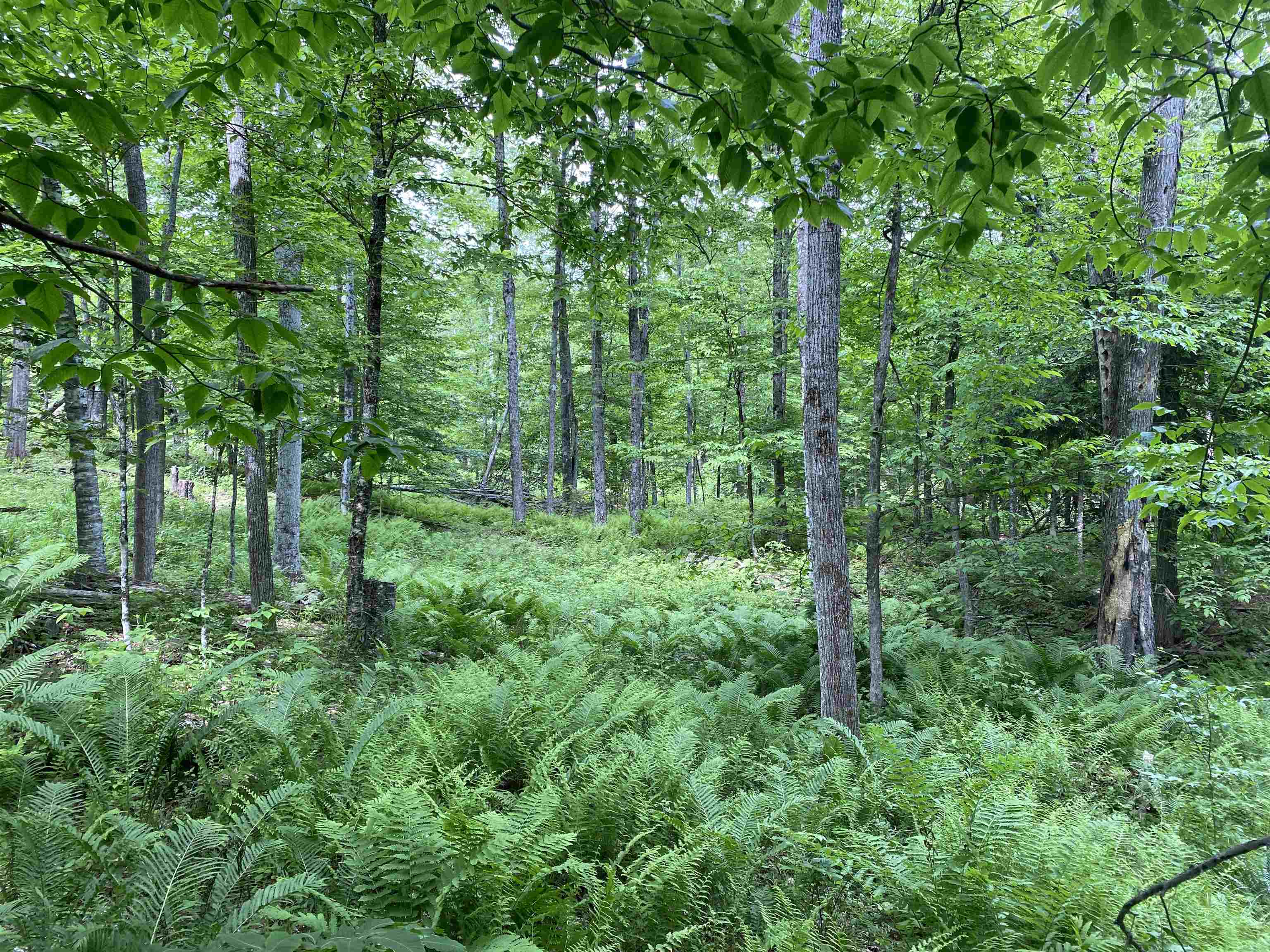 0 Simpson Brook Road Waterford, VT 05819 - Photo 3 of 8