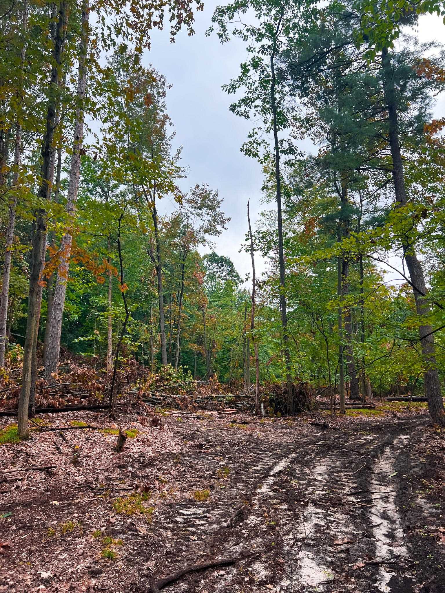 V/l Marion Road Chesaning, MI 48616 - Photo 7 of 16