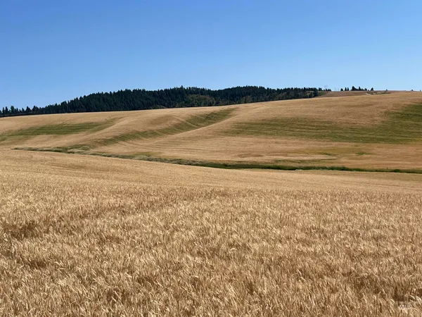 $150,000 | Tbd Tbd Gray Lane, Unit 1, Viola, ID 83872
