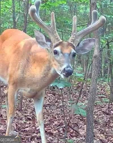 0 Ellis Church Road Haddock, GA 31033 - Photo 11 of 13