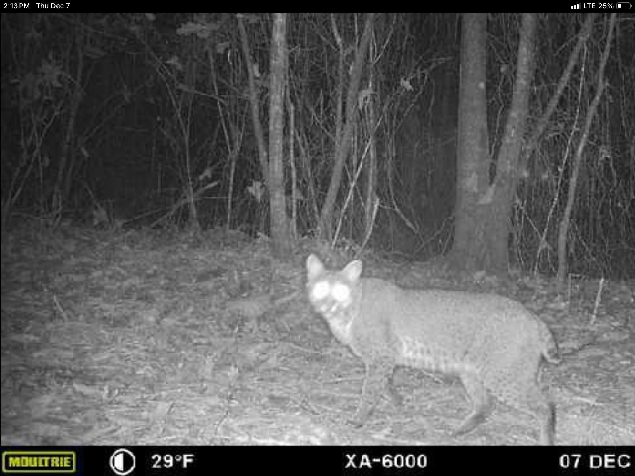 45 Judge Smith Road Andalusia, AL 36421 - Photo 12 of 12 Gallery Image 12