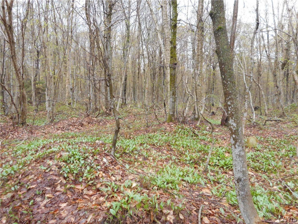 0 Kerber Road Ava, NY 13303 - Photo 23 of 24 Gallery Image 23
