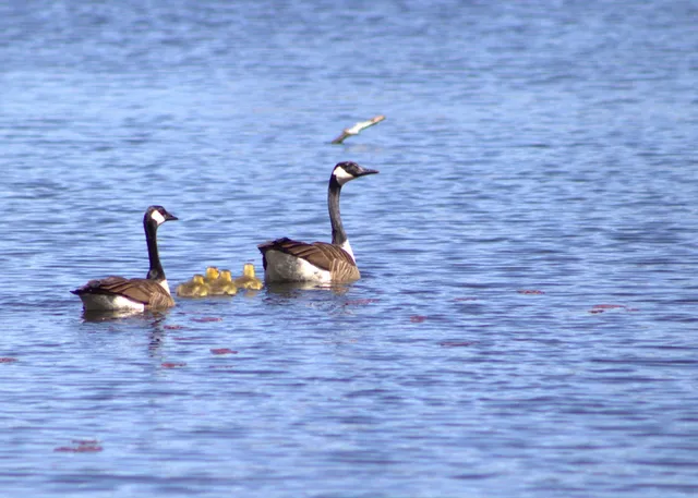 $300,000 | N1028 Chalet Drive, Waupaca, WI 54981