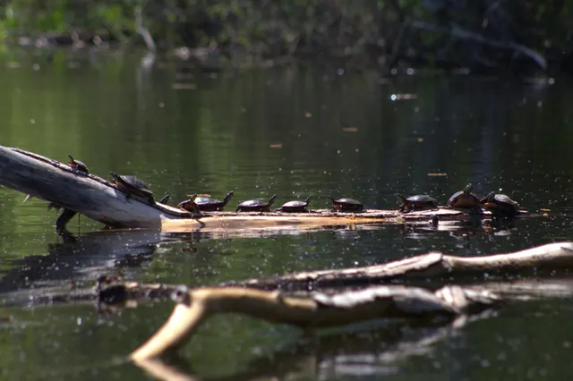 $300,000 | N1028 Chalet Drive, Waupaca, WI 54981