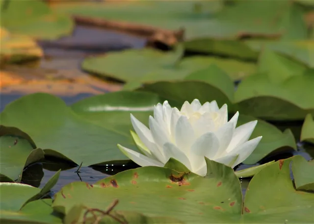 $300,000 | N1028 Chalet Drive, Waupaca, WI 54981