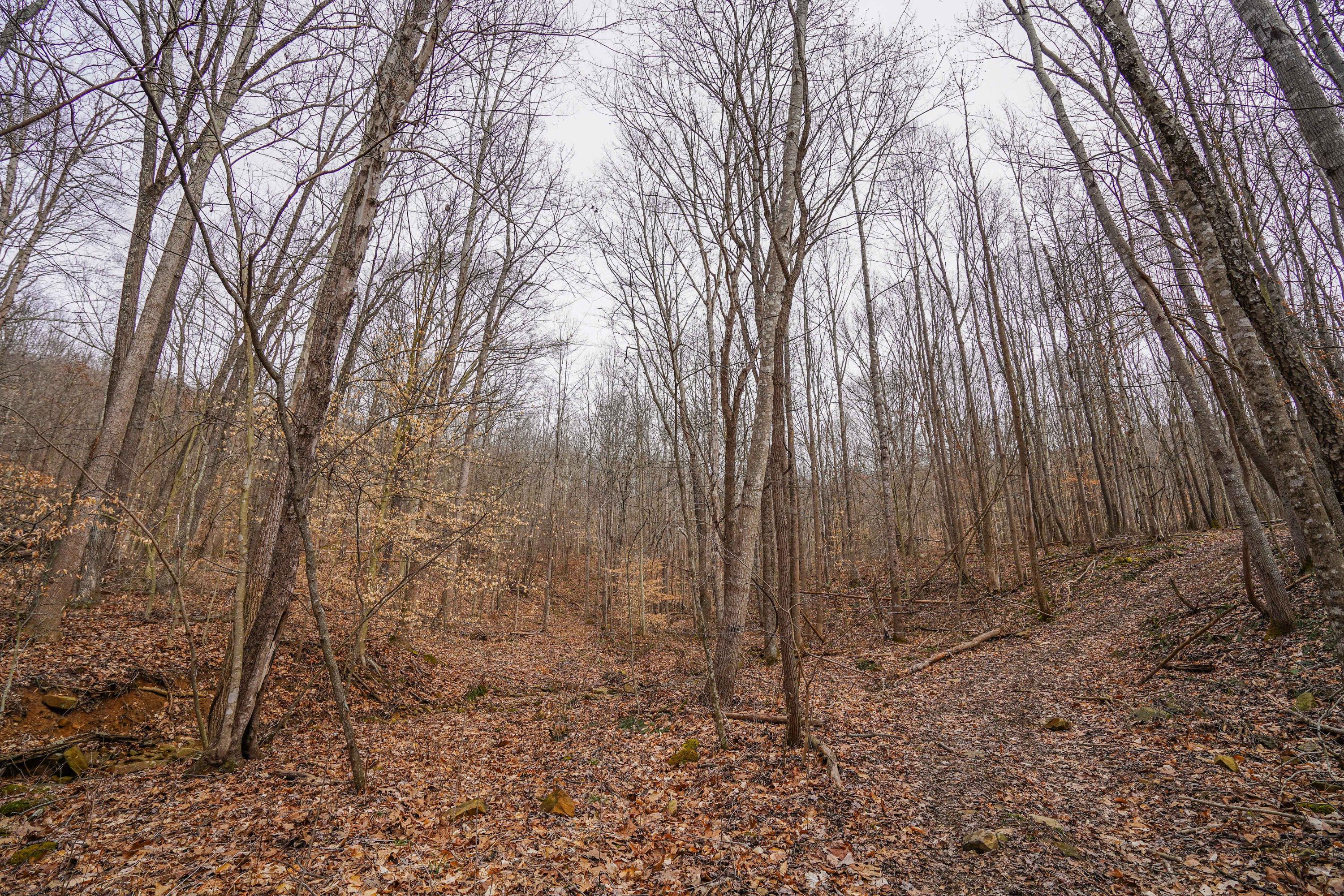 360 Fields Hollow Road Peebles, OH 45660 - Photo 26 of 55 Gallery Image 26