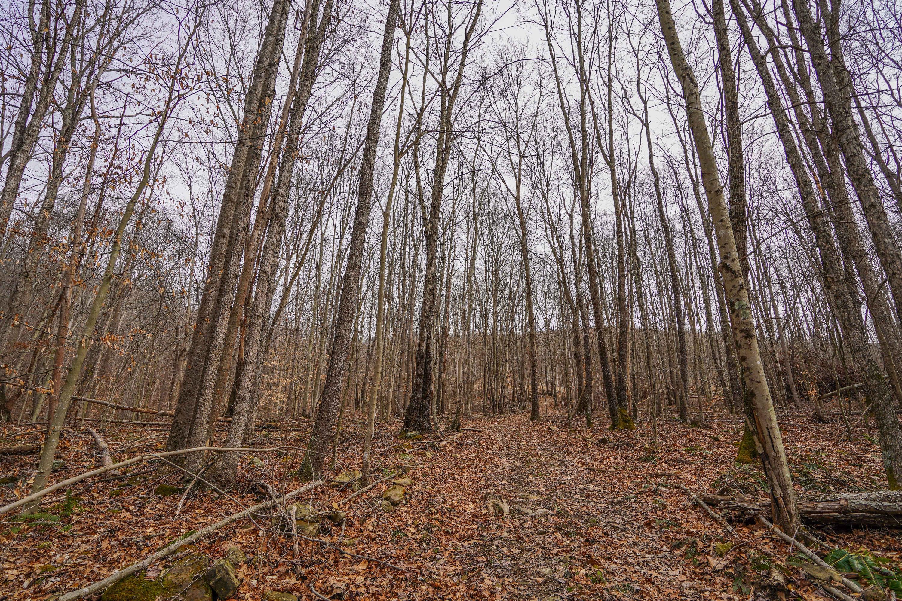 360 Fields Hollow Road Peebles, OH 45660 - Photo 27 of 55 Gallery Image 27