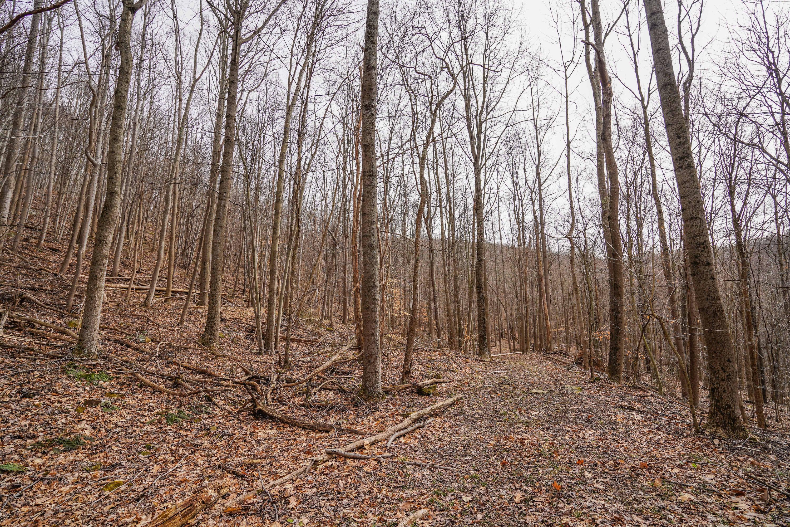 360 Fields Hollow Road Peebles, OH 45660 - Photo 31 of 55 Gallery Image 31