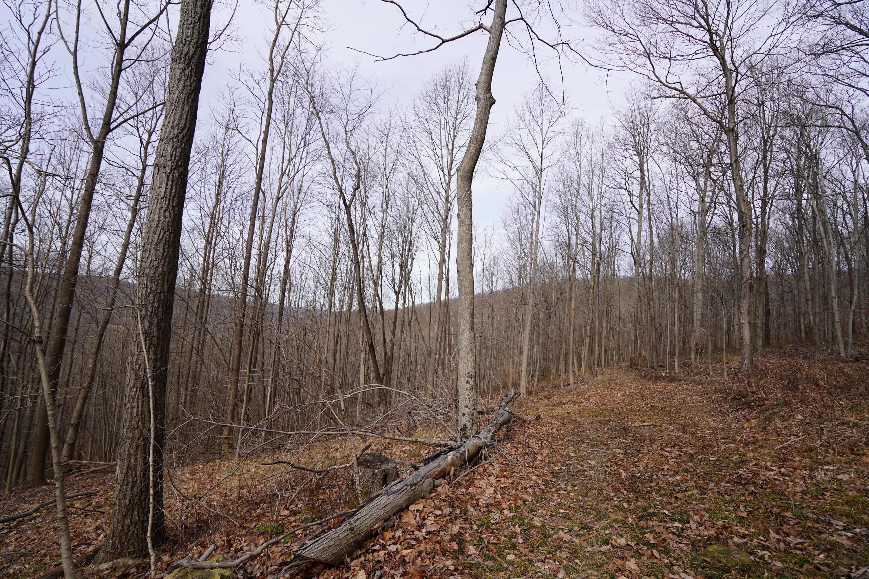 360 Fields Hollow Road Peebles, OH 45660 - Photo 33 of 55 Gallery Image 33