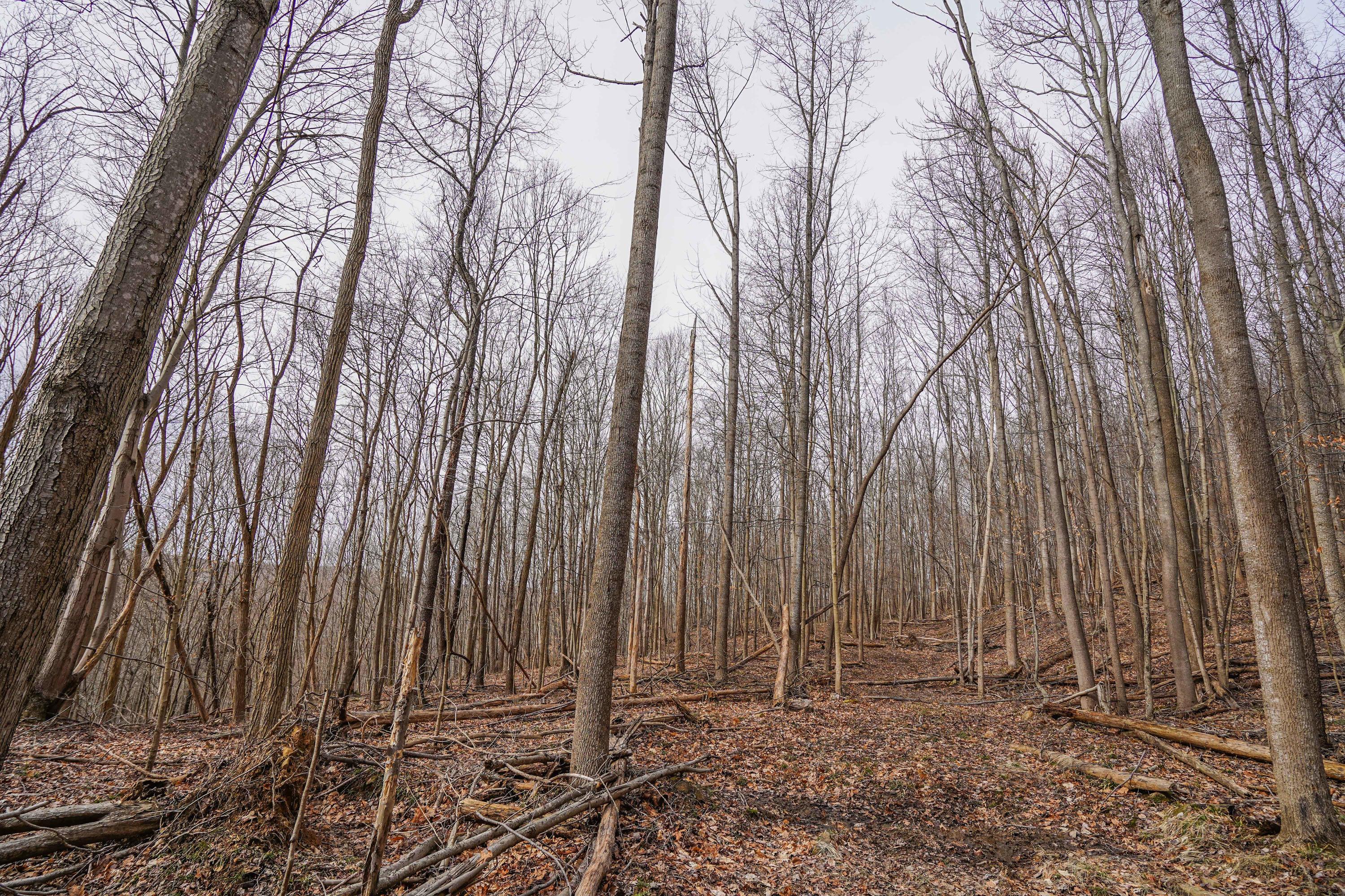 360 Fields Hollow Road Peebles, OH 45660 - Photo 38 of 55 Gallery Image 38