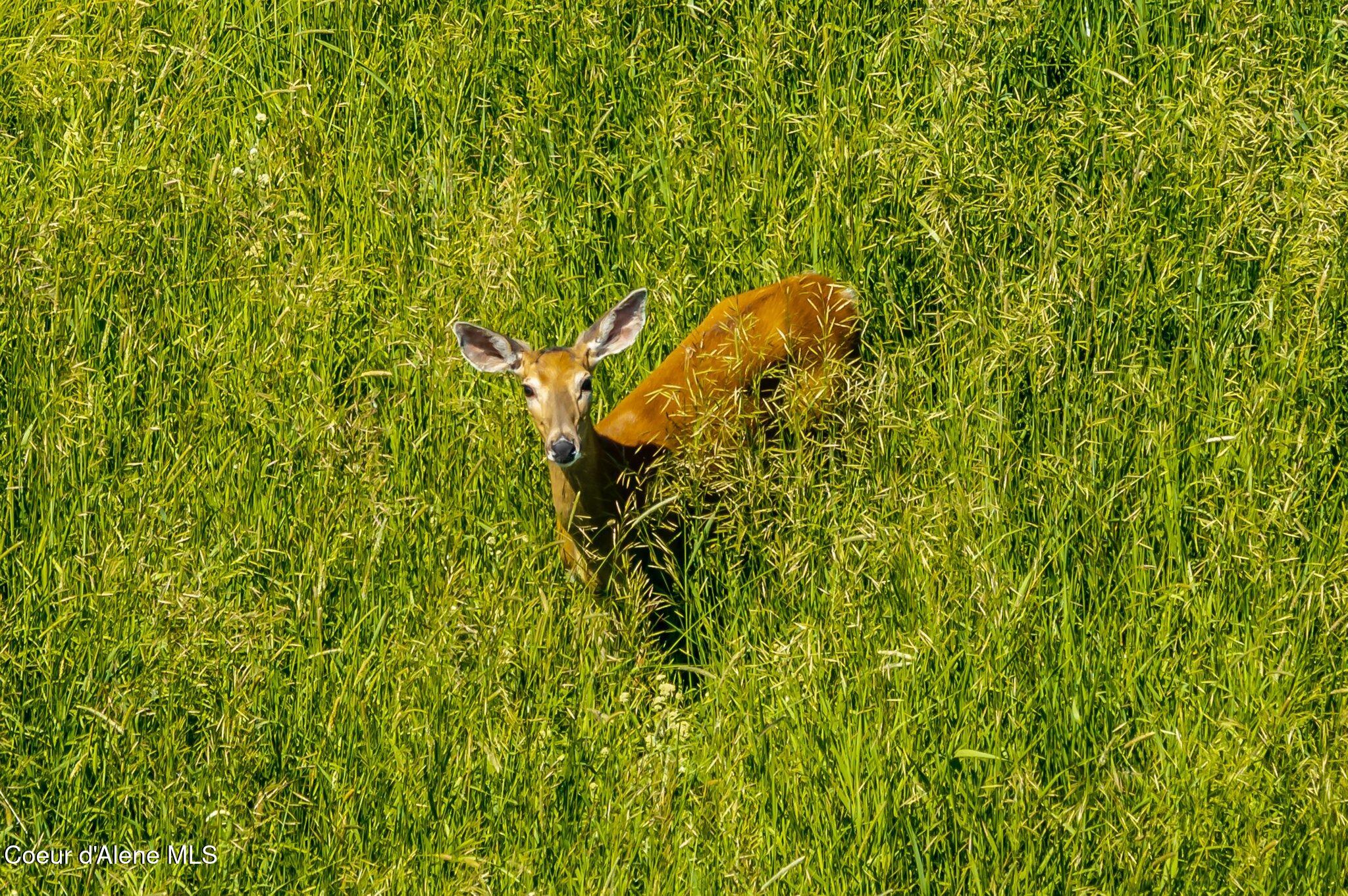10207 Sanders Road Tensed, ID 83870 - Photo 46 of 69 RealVue - 2025 0610 - 10207 Sanders Rd-6