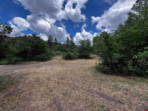 a view of a yard with plants and trees