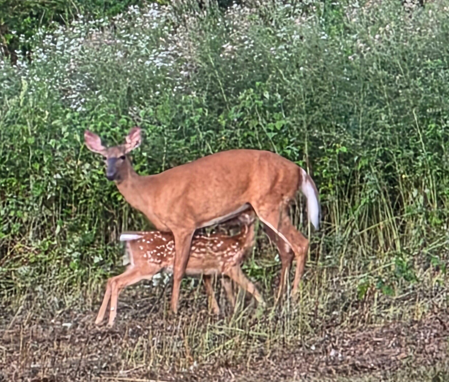 985 North North Main Street Winterport, ME 04496 - Photo 6 of 79 IMG_5582