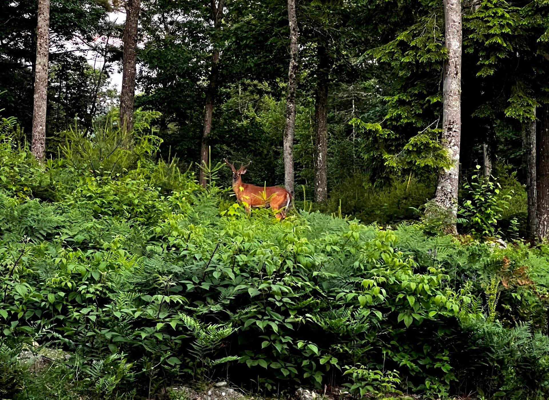 985 North North Main Street Winterport, ME 04496 - Photo 7 of 79 Resized_Resized_IMG_5521%281%29