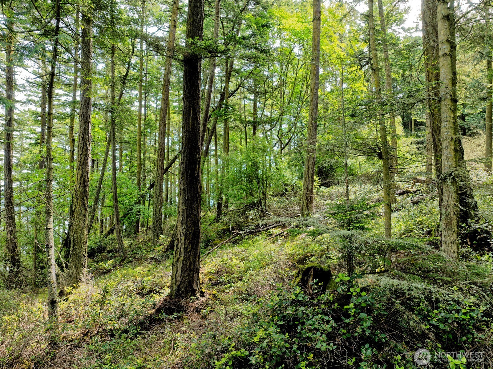 7 Pass View Road Anacortes, WA 98221 - Photo 3 of 6 a view of outdoor space and trees