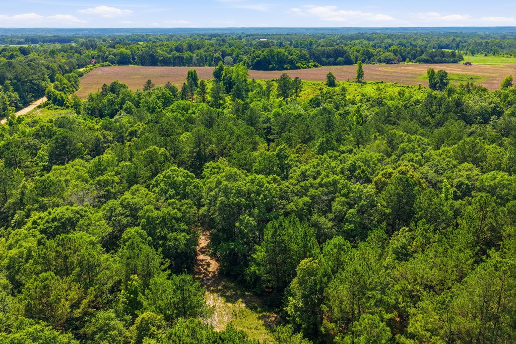 Lot #3 Crosby Clark Road Opp, AL 36467 - Photo 4 of 15