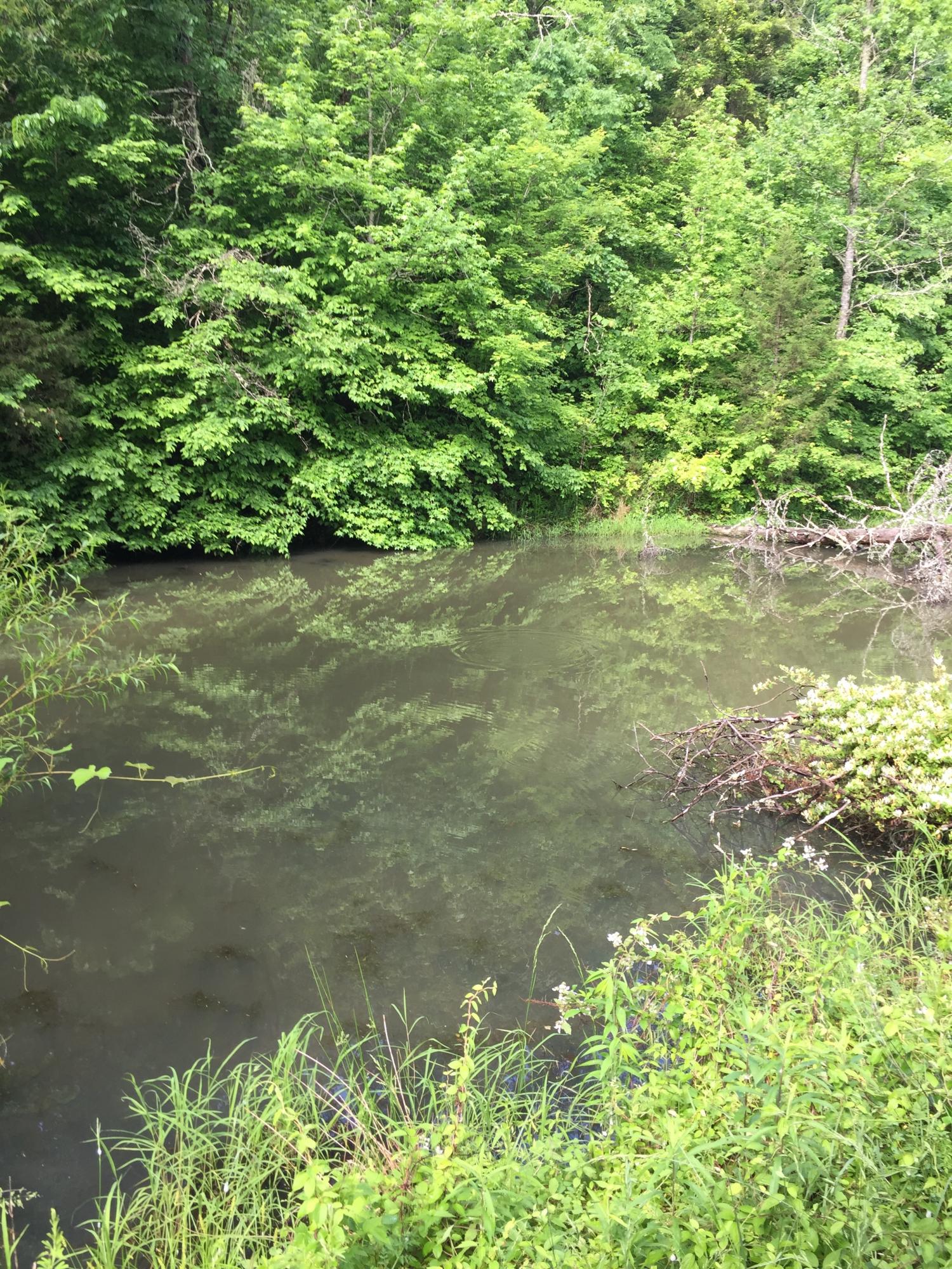 LR pond 2