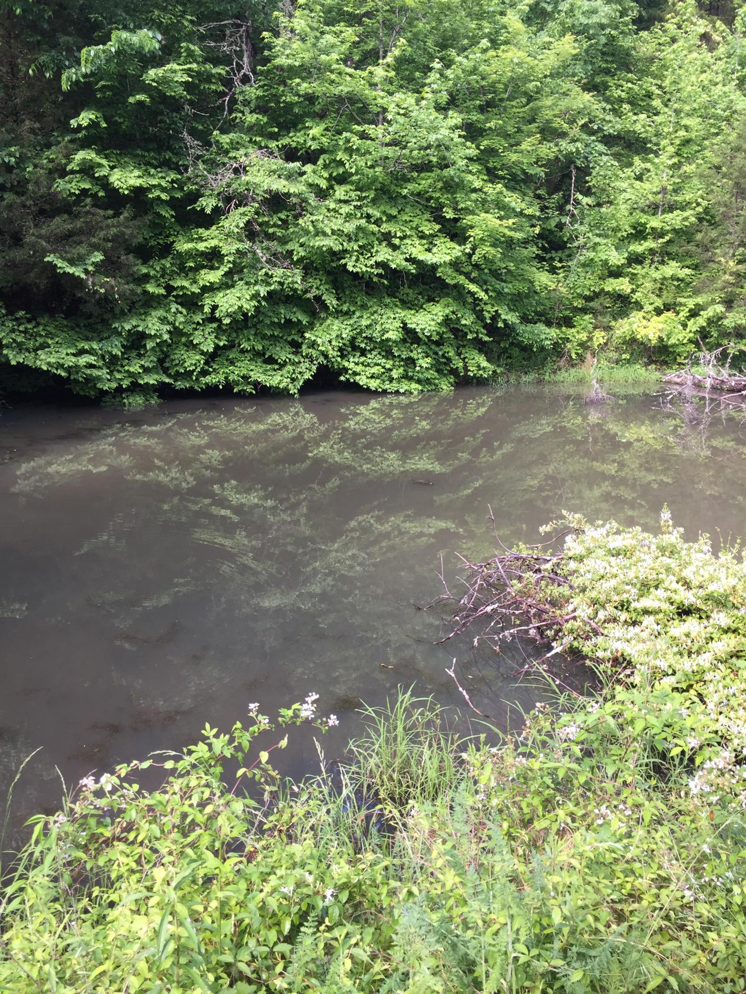 LR pond 1