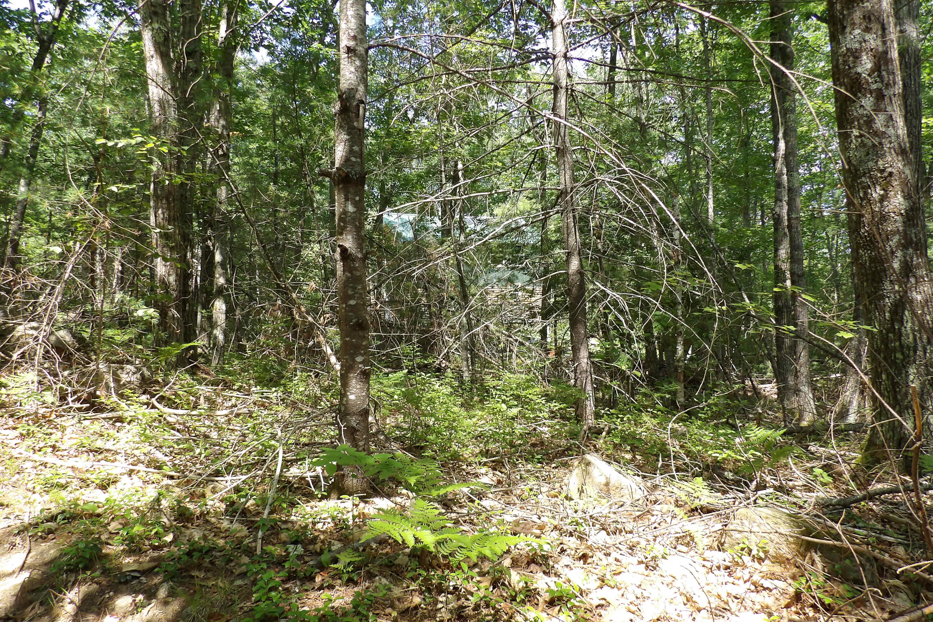 3. Abbott Mt. - View of Cabin through wo