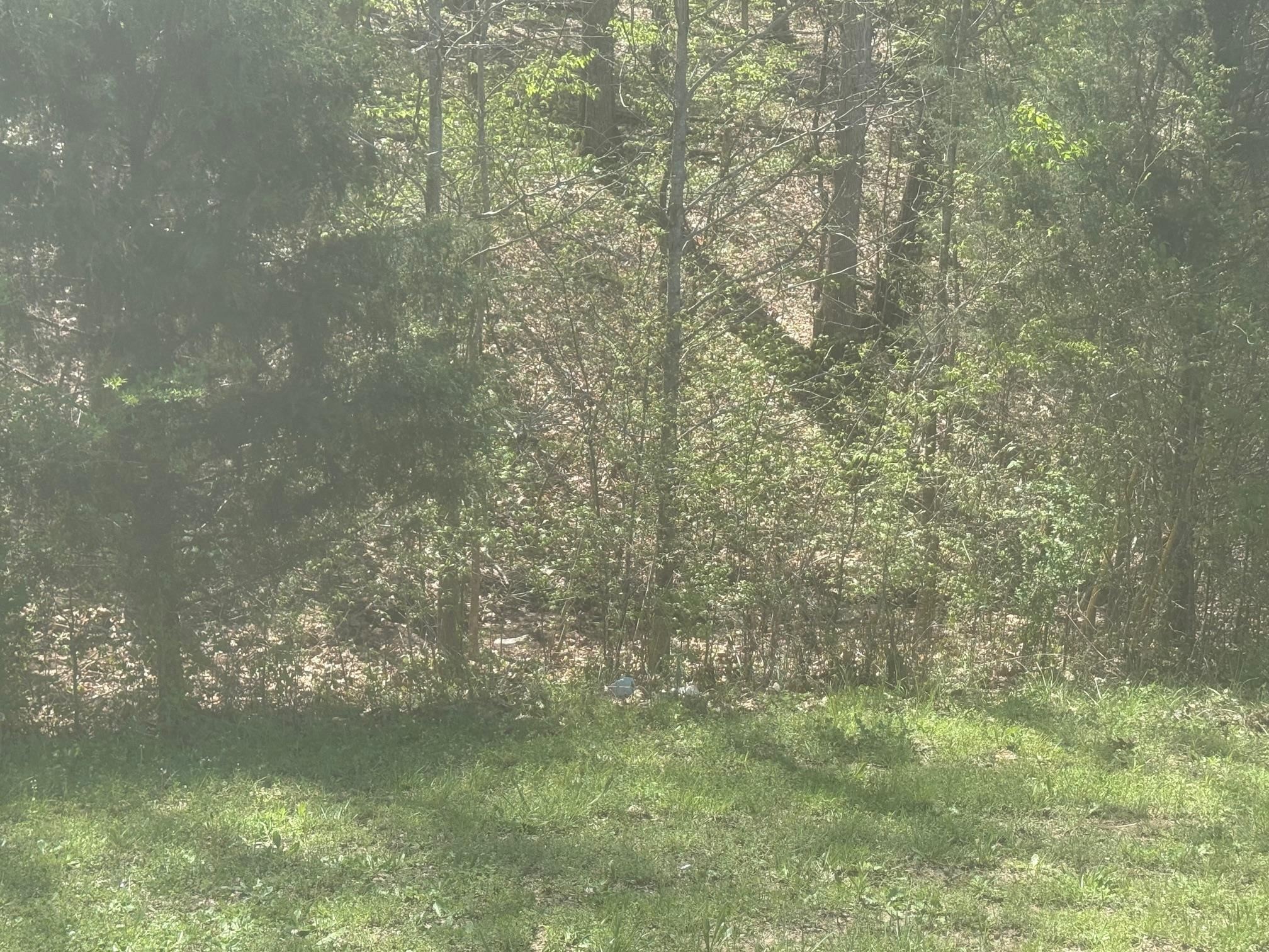 View of tree filled area