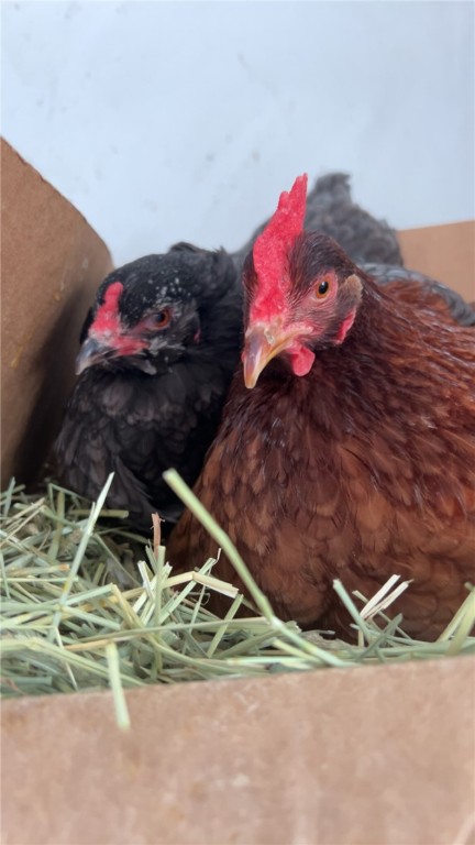 9278 Us Route Hemlock, NY 14466 - Photo 27 of 41