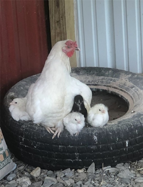 9278 Us Route Hemlock, NY 14466 - Photo 28 of 41