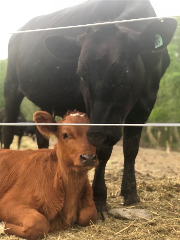 9278 Us Route Hemlock, NY 14466 - Photo 31 of 41