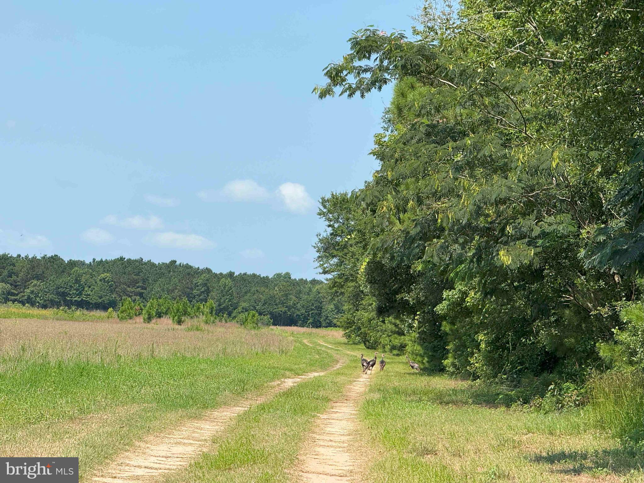 Tick Bite Road Grifton, NC 28530 - Photo 14 of 57 Gallery Image 14