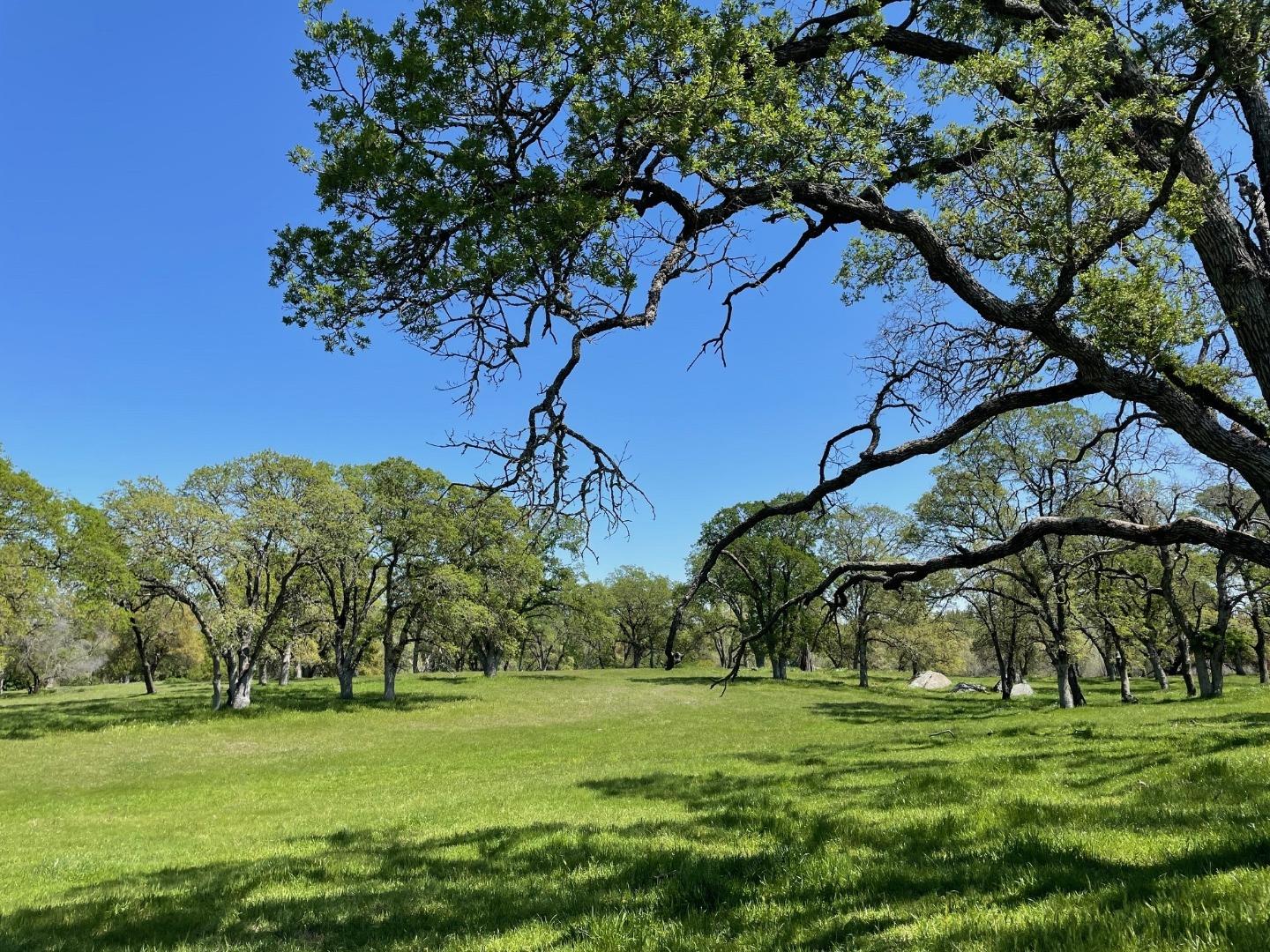 a view of a field with a tree