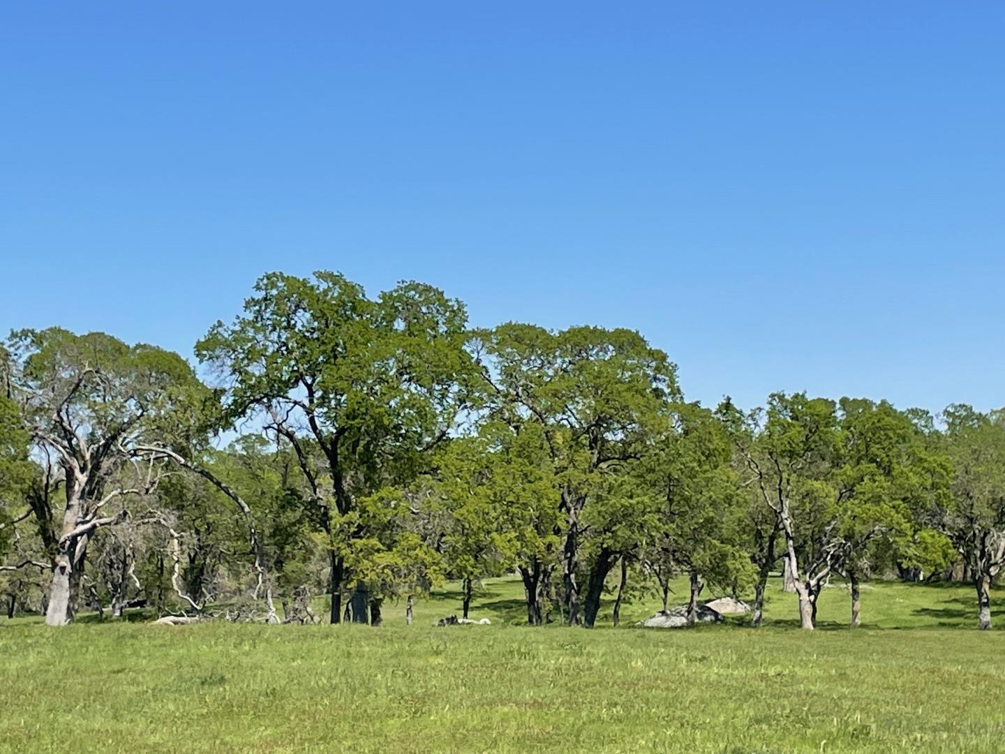 0 Cardwell Avenue Orangevale, CA 95662 - Photo 5 of 9 a view of a field with trees