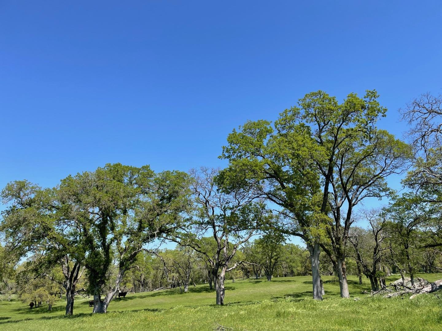 0 Cardwell Avenue Orangevale, CA 95662 - Photo 6 of 9 a big yard with lots of trees