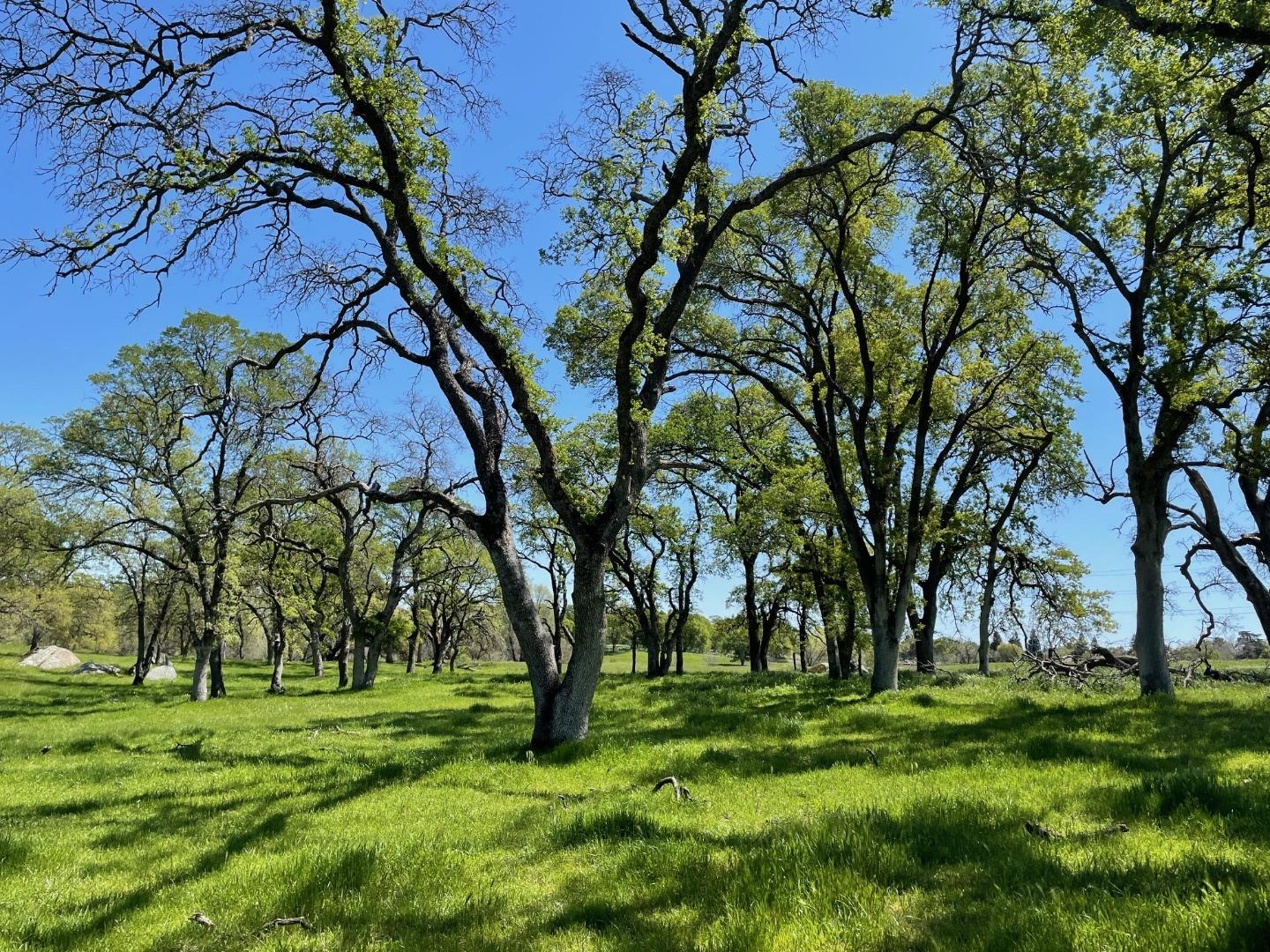 0 Cardwell Avenue Orangevale, CA 95662 - Photo 9 of 9 a view of a trees with a yard