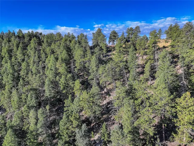 a view of a forest with trees in the background