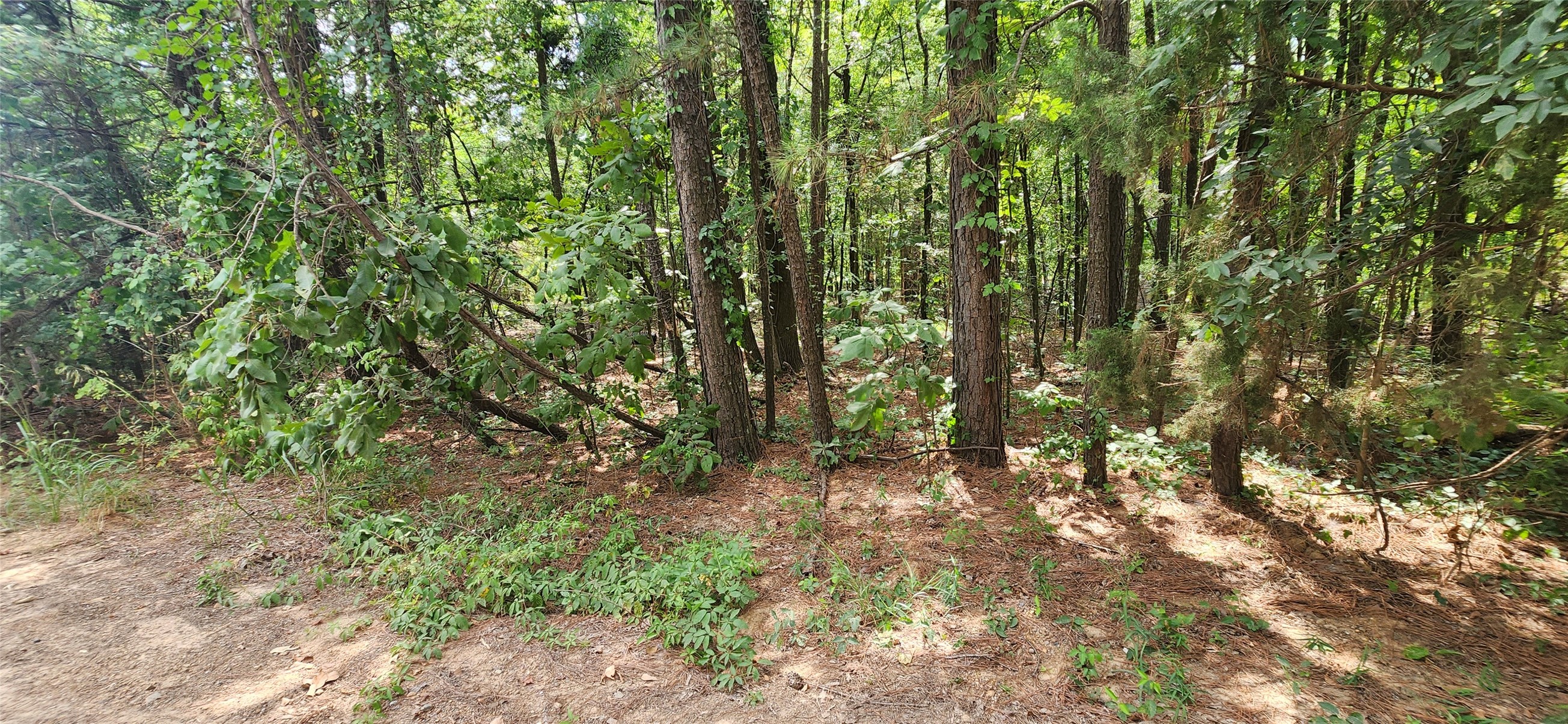 0 Tall Oak Road Hooks, TX 75561 - Photo 1 of 10 a view of forest