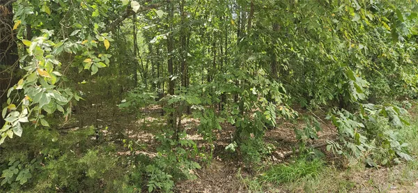 a view of a tree
