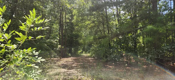a view of a tree