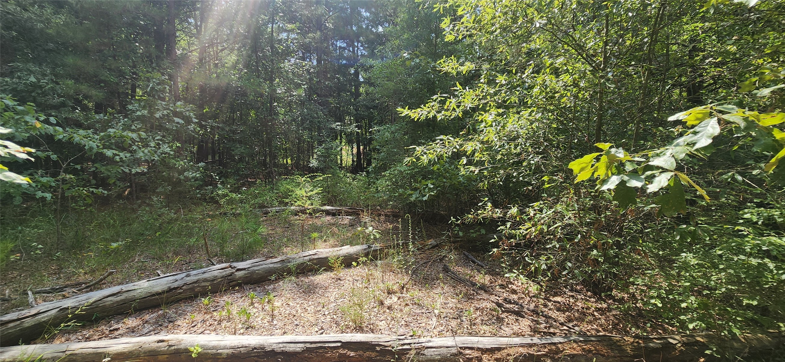 0 Tall Oak Road Hooks, TX 75561 - Photo 6 of 10 a view of a yard