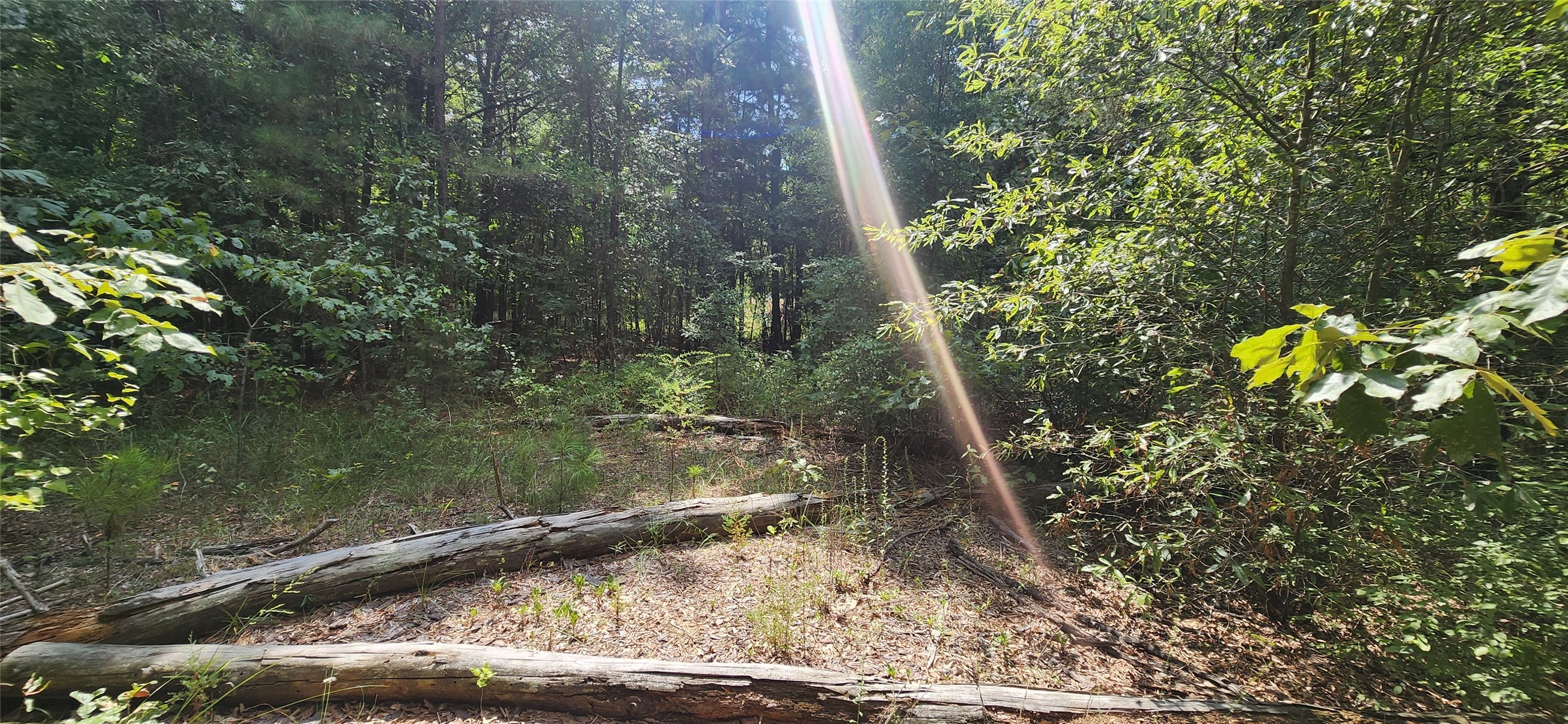 0 Tall Oak Road Hooks, TX 75561 - Photo 7 of 10 a view of a garden