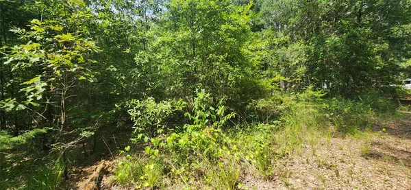 a view of a lush green forest