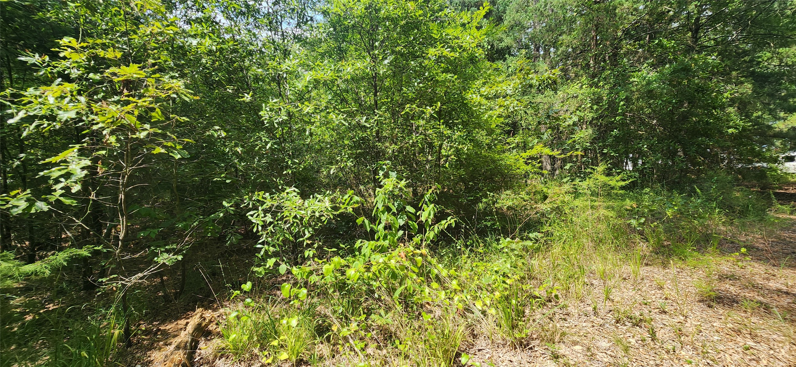 0 Tall Oak Road Hooks, TX 75561 - Photo 9 of 10 a view of a lush green forest