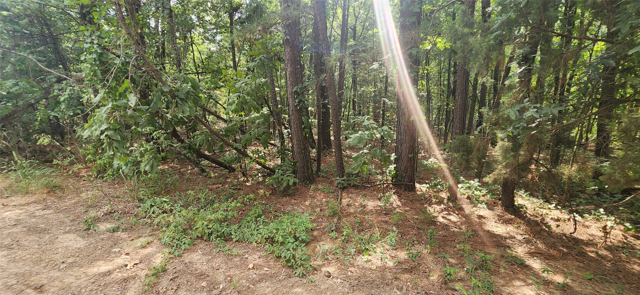 0 Tall Oak Road Hooks, TX 75561 - Photo 10 of 10 a view of forest