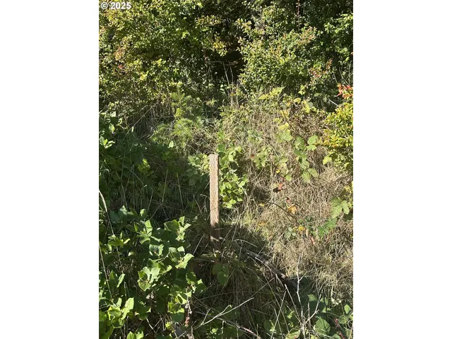 a close up of a plant in a garden