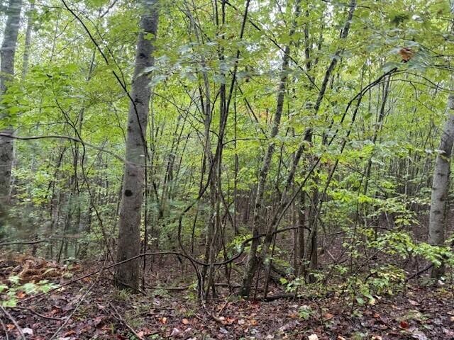 13 Sawmill Road Palmer, TN 37365 - Photo 7 of 16 Gallery Image 7