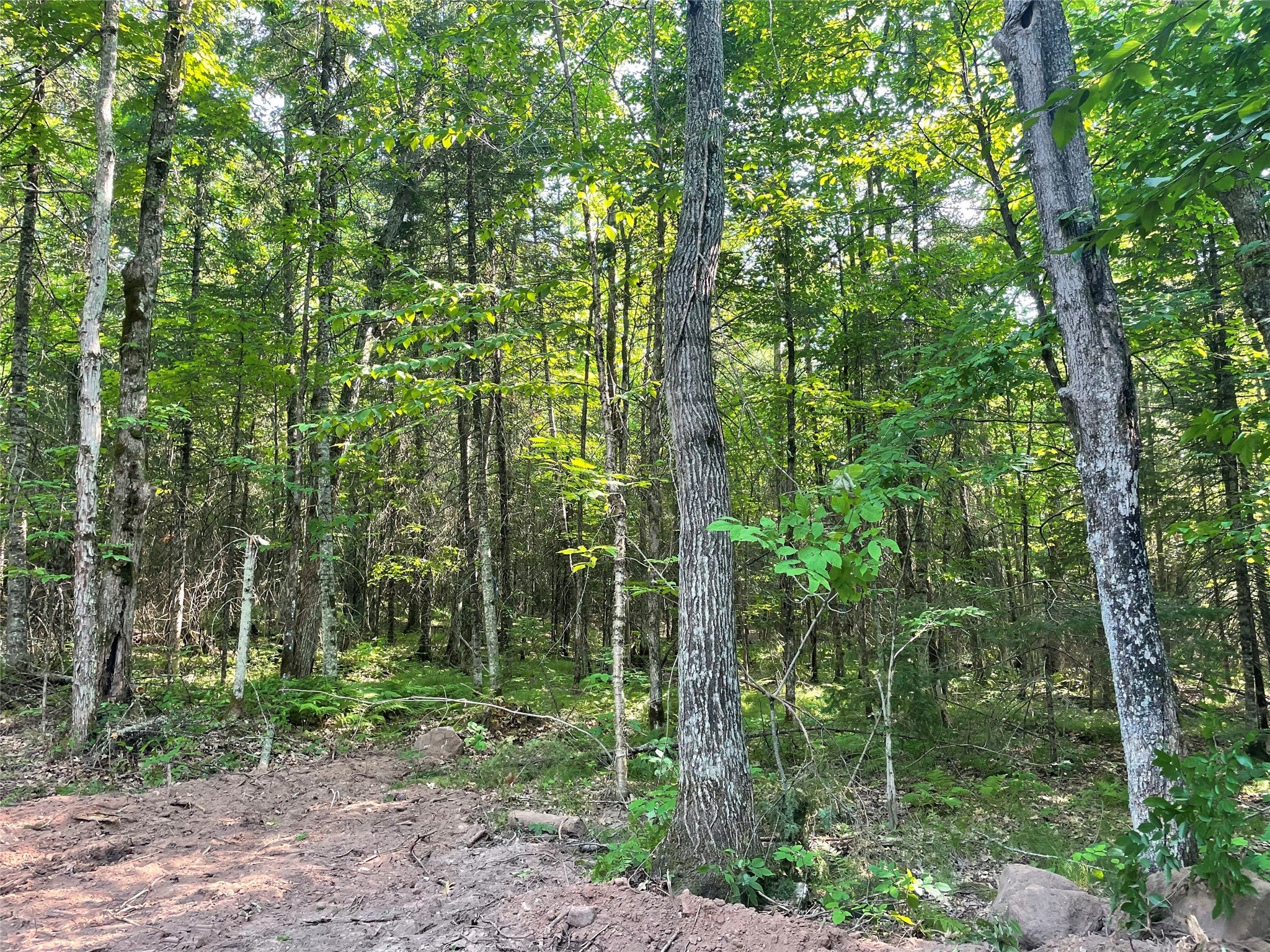 Lot 4 Uncle Toms Road Winter, WI 54896 - Photo 9 of 19 Gallery Image 9