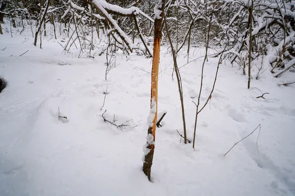 $325,000 | 0 Lovers Lane, Elroy, WI 53929